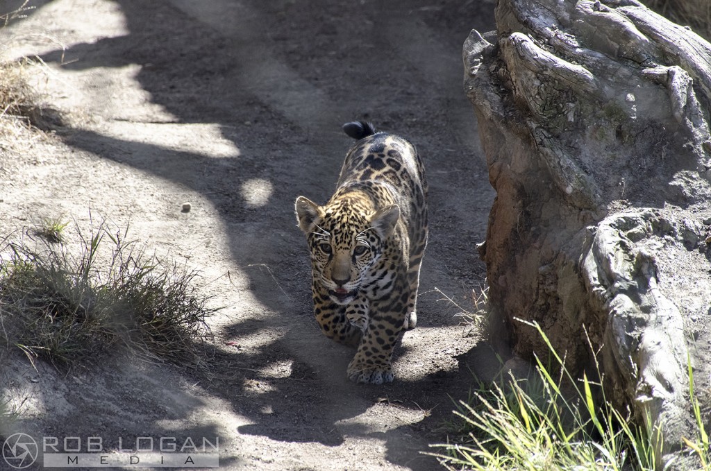 San Diego Zoo - cub