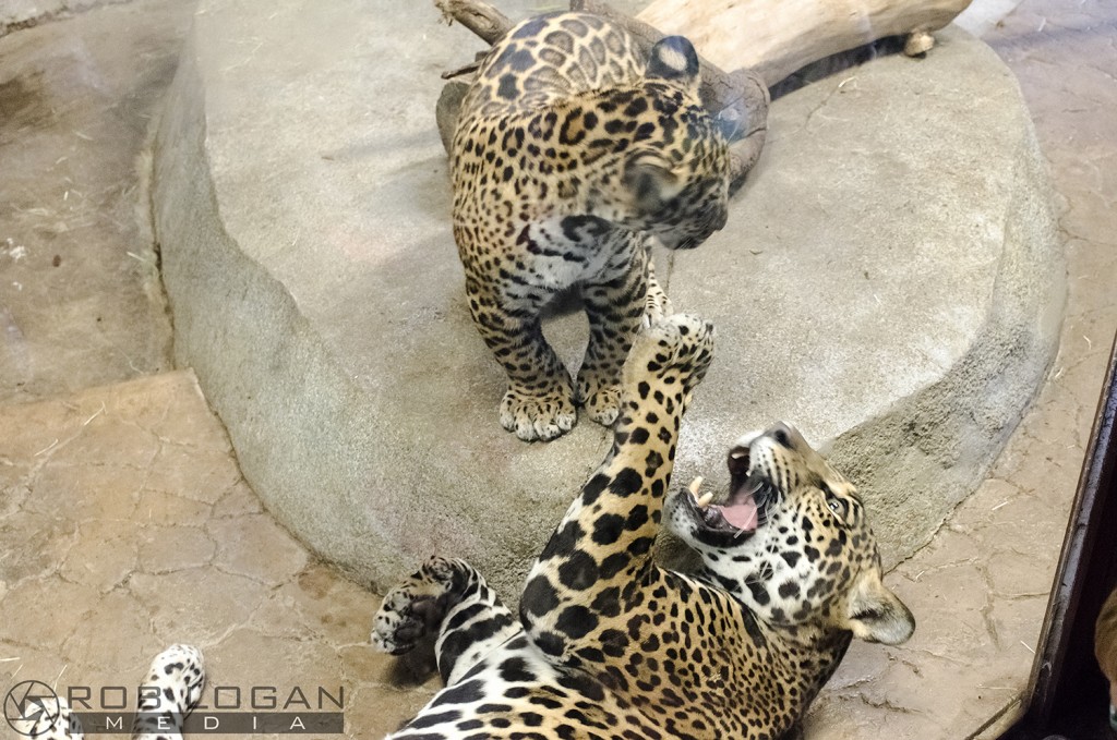 San Diego Zoo - cub and mom