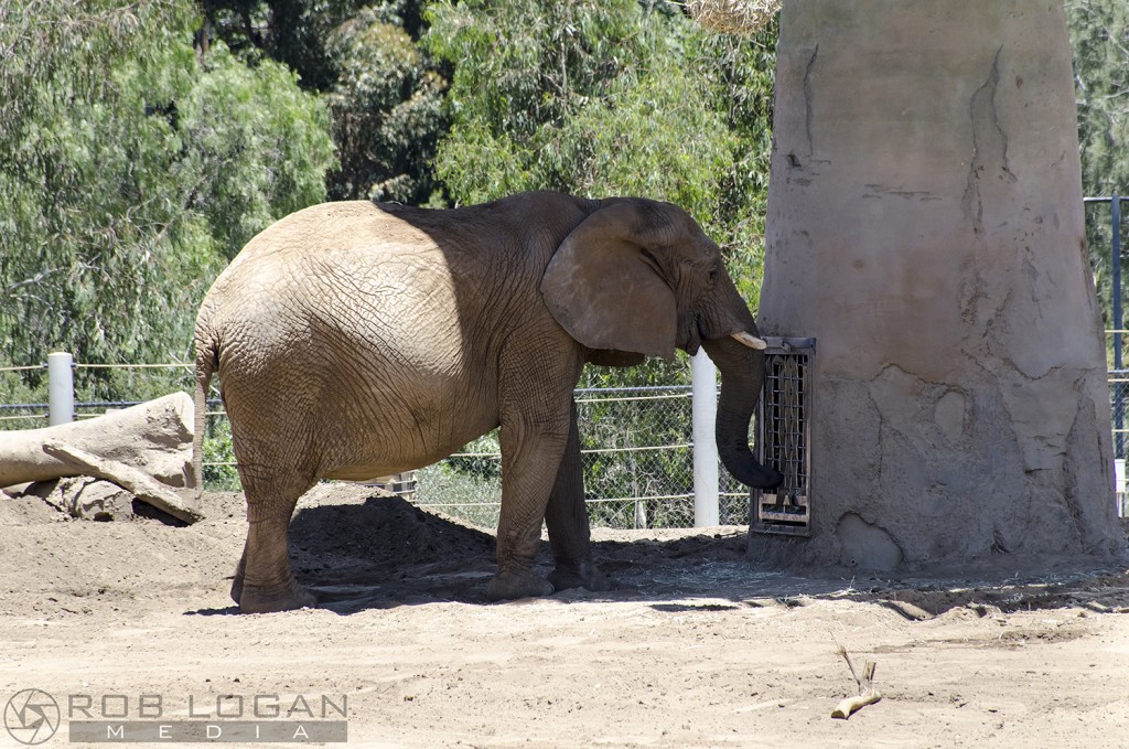 San Diego Zoo - elephant