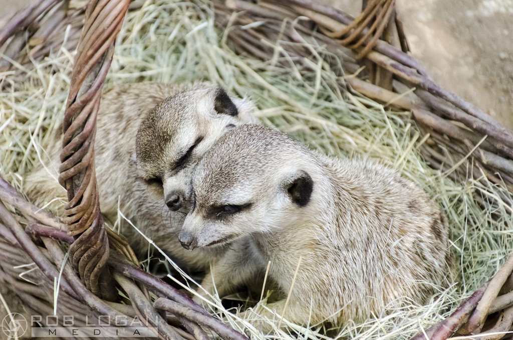 San Diego Zoo - meerkats