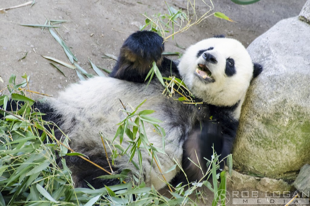 San Diego Zoo - panda