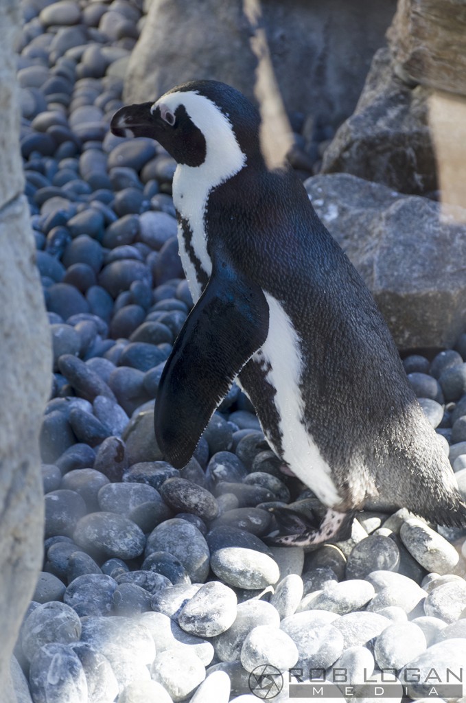 San Diego Zoo - penguin