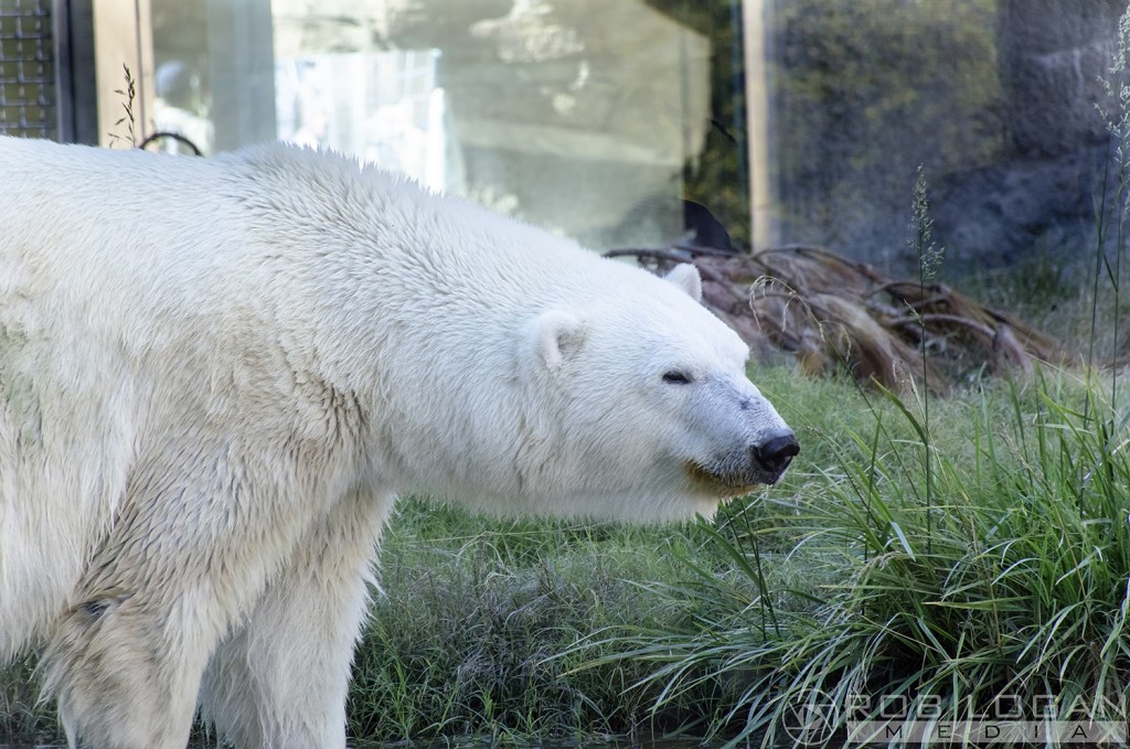 San Diego Zoo - polar bear